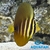 Sailfin Tang - comprar online