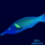 Green Bird Wrasse - comprar online