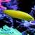 Wrasse Yellow Coris - comprar online