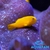 Yellow Clown Coralgoby - comprar online