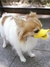 Focinheira Pet Bico de Pato em silicone p/ o Manejo do Animal - loja online