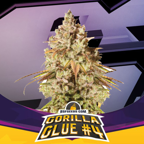 Gorilla Kingdom Glue #4 by BSF Seeds