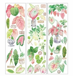 Stickers plantas / Caladium bicolor