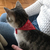 Colar bandana ajustável para pet, lenço no pescoço para cães pequenos e gato - cybercompra