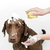 Imagem do Esponja de Banho e Massagem com Reservatório para Sabão Liquido para Cães e Gatos.