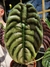 Alocasia Cuprea - comprar online