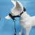 Imagem do Coleira Premium para Passeios com Cães de Todos os Tamanhos