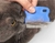 Escova Desembaraçadora para Pet (HTC052) Cor:Rosa (HTC052A) - comprar online