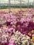 Fertilizante NPK Foliar Adubo para Orquídeas Concentrado 140ml - The Gardener
