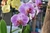 Fertilizante NPK Foliar Adubo para Orquídeas Concentrado 140ml - loja online