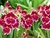 Substrato para Orquideas e Bromelias especial mix 2kg - comprar online