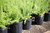 Vaso 5,5 litros Flexivel Nutriplan - The Gardener