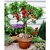 Fertilizante Adubo NPK para Frutiferas 3kg - The Gardener