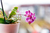 Fertilizante NPK para orquídeas 150g Nutriplan - The Gardener