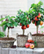 Fertilizante Forth Frutas 3KG para Frutiferas - The Gardener
