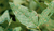 Fungicida em Borrifador Forth 500ml Pronto para Uso Manchas Foliares - comprar online