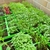 Bandeja Hortinha Caseira 15 Células Verde Nutriplan - The Gardener