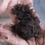 Húmus de minhoca Adubo Orgânico para Plantas 5kg - comprar online