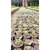 Imagem do 500 Sacos Para Mudas Biodegradável Polim-agri 10,4x17,5cm