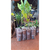 500 Sacos Para Mudas Biodegradável Polim-agri 10,4x17,5cm - The Gardener