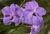 Substrato Especial para Orquídeas 1kg Nutriplan - comprar online