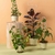 3 Tutor Suporte para Plantas Trepadeiras Metal Jaridm Vasos Decoração - The Gardener