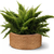 3 Vaso de Fibra de Coco 100% Natural para Samambaias Orquídeas Plantas Ornamentais na internet