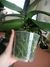 Imagem do Vaso Pote para Orquídeas Nutriplan N15