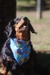 Bandana Wiener Dog - comprar online