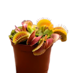 Planta Carnívora Dionaea Atrapamoscas