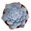 Suculenta Echeveria Desmetiana