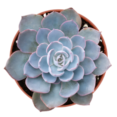 Suculenta Echeveria Desmetiana