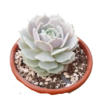 Suculenta Echeveria Lola