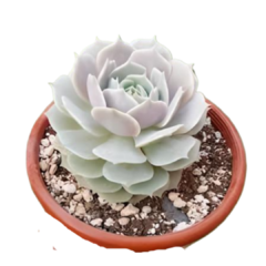 Suculenta Echeveria Lola