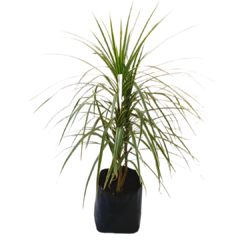 Dracena