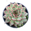 Suculenta Echeveria Pulido