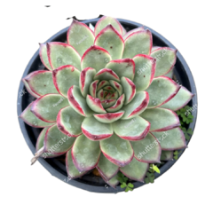 Suculenta Echeveria Pulido