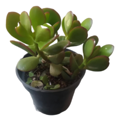 Suculenta Árbol de Jade