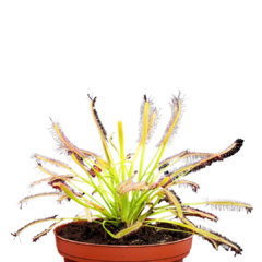 Planta Carnívora Drosera