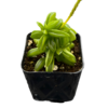 Suculenta Peperomia de la Oracion