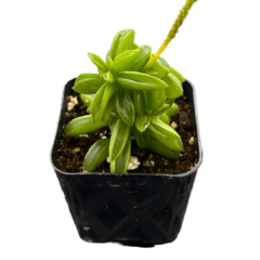 Suculenta Peperomia de la Oracion