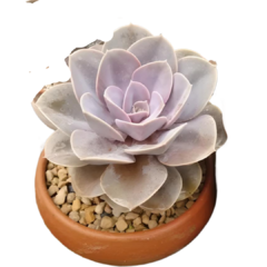 Suculenta Perle Von Rosa