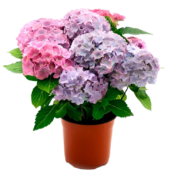 Hortensia