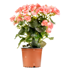 Begonia