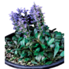 Ajuga Chocolate