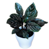 Calathea Rosa