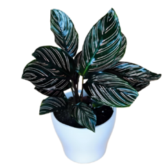 Calathea Rosa