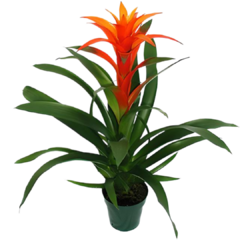 Guzmania