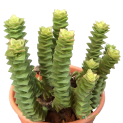 Suculenta Crassula Perforada