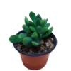 Suculenta Crassula Rogersii